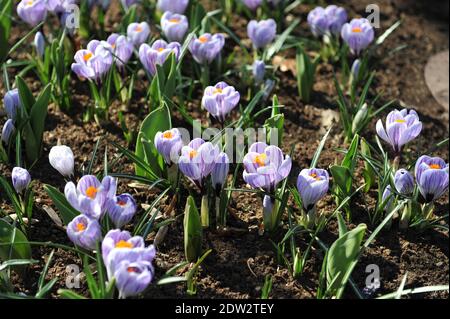 Crocus Pickwick blüht im März in einem Garten Stockfoto