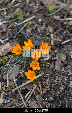 Crocus Orange Monarch blüht im März in einem Garten Stockfoto