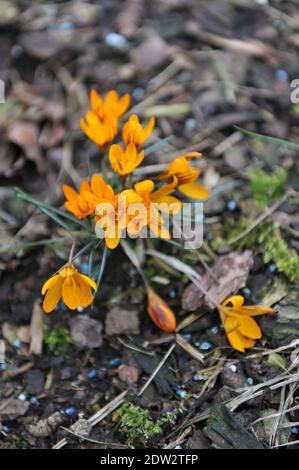Crocus Orange Monarch blüht im März in einem Garten Stockfoto