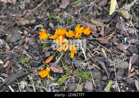 Crocus Orange Monarch blüht im März in einem Garten Stockfoto