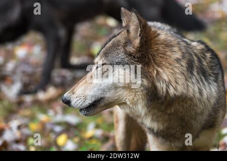 Grauer Wolf (Canis lupus) Gedrehte linke Augen geschlossen schwarz Wolf im Hintergrund Herbst - Tiere in Gefangenschaft Stockfoto