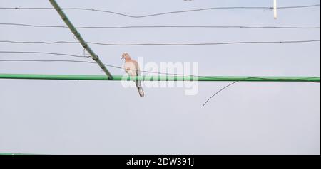 Turtledove auf der grünen Metallpfeife mit blauem und hellem Himmel Hintergrund. Stockfoto