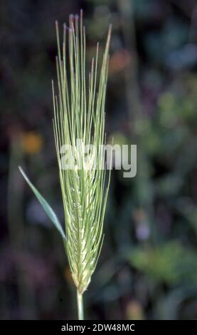 Hordeum murinum in Nahaufnahme der Natur (gescannt von Fujichrome Provia) Stockfoto