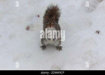 Ein graues Eichhörnchen sitzt auf seinen Hinterbeinen umgeben von Schnee und schaut direkt auf die Kamera, aaawww……. Stockfoto