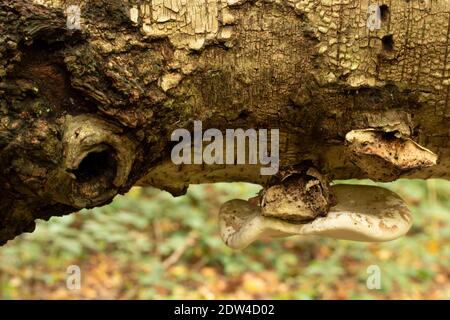 Fomitopsis betulina, Birke polypore, Natures Recycler Stockfoto