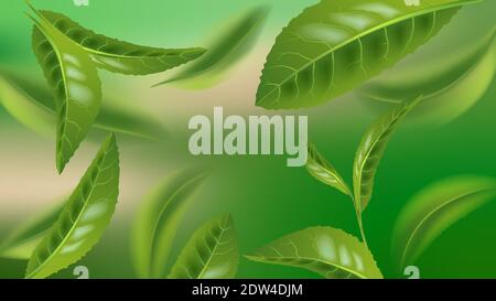 Realistische schöne fliegende grüne Teeblatt isoliert auf bunten Hintergrund. Premium grüner Tee für eine gute Gesundheit. Laub Natur Pflanze für Design, adverti Stock Vektor