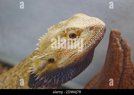 Pogona oder bärtiger Drachenreptil in seinem Terrarium, Pogona vitticeps Stockfoto