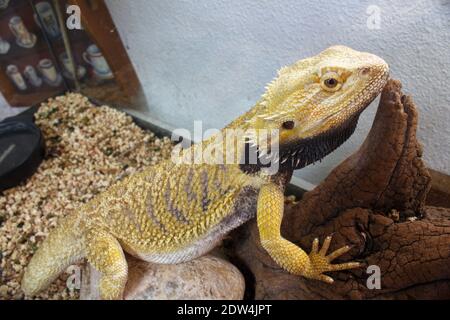 Pogona oder bärtiger Drachenreptil in seinem Terrarium, Pogona vitticeps Stockfoto