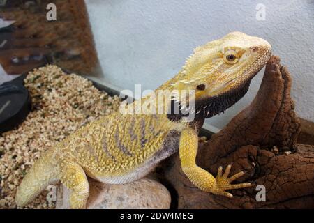 Pogona Reptil auf dem Boden im Profil Stockfoto