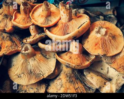 Stapel von ausgefallenen Pilzen zum Verkauf auf dem Markt Stockfoto