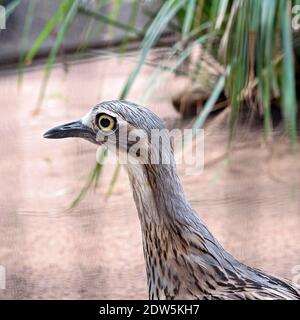 Nahaufnahme eines australischen Curlews mit verschwommenem Hintergrund Stockfoto