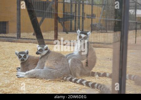 Tiere, Engel, Bilder, Reise Blog, folgen, wie, afrika, Fotos, Landschaft, Magazin, tv, Nachrichten, genießen, Liebe, kostenlos, covid, Markt, Lager, Bitcoin, App, google, Reiseführer Stockfoto