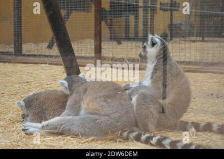 Tiere, Engel, Bilder, Reise Blog, folgen, wie, afrika, Fotos, Landschaft, Magazin, tv, Nachrichten, genießen, Liebe, kostenlos, covid, Markt, Lager, Bitcoin, App, google, Reiseführer Stockfoto