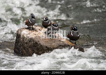 Vier Harlekin Enten stehen auf einem Felsen inmitten von Le Hardy Rapids, Yellowstone River, Yellowstone National Park, USA Stockfoto