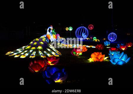 Chinese Festival of Lights, eine Szene mit glühenden Pfauen in der Liebe, umgeben von Blumen und Lichtkugeln in verschiedenen Farben. Stockfoto