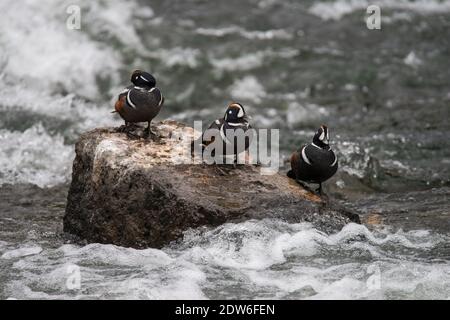 Drei Harlequinenten posieren auf einem Felsen in Le Hardy Rapids, Yellowstone River, Yellowstone National Park, USA Stockfoto