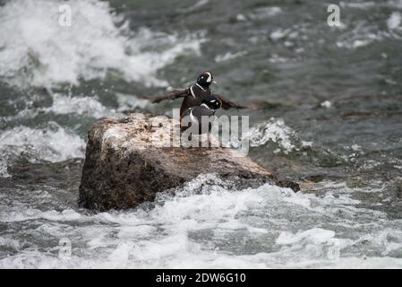 Zwei Harlekin-Enten auf einem Felsen inmitten von Le Hardy Rapids, Yellowstone River, Yellowstone National Park, USA Stockfoto