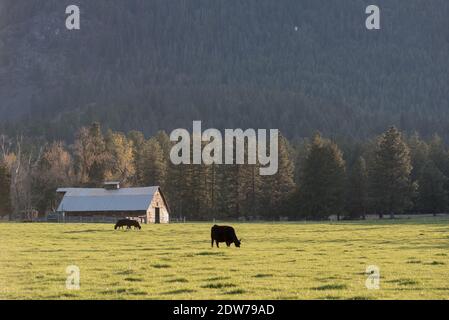 Kühe grasen auf einer Ranch im Wallowa Valley in Oregon. Stockfoto