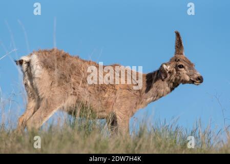 Mule Deer, Iwetemlaykin State Heritage Site, Oregon. Stockfoto