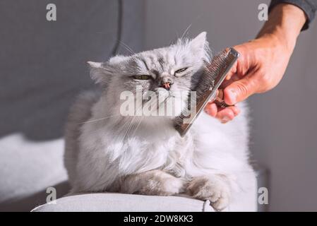 Mann, der seine graue perserkatze kämmt. Süße Katze genießen, während gebürstet. Stockfoto