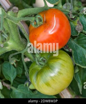 'Alle F1' Tomate, Tomate (Solanum lycopersicum) Stockfoto