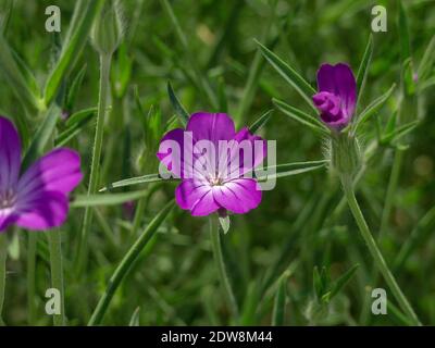 Holzschnabelschnabel, Midommarblomster (Geranium sylvaticum) Stockfoto