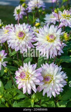 "Crazy Love" Formale dekorative Dahlie, Dekorativdahlia (Dahlia x Hortensis) Stockfoto