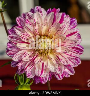 Von "Smokey" Formale dekorative Dahlie, Dekorativdahlia (Dahlia x Hortensis) Stockfoto