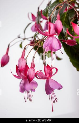 „Beacon Pink“ Fuchsia, Blodsdroppe (Fuchsia hybrida) Stockfoto