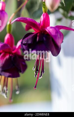 'Maxima' Fuchsia, Blodsdrope (Fuchsia hybrida) Stockfoto