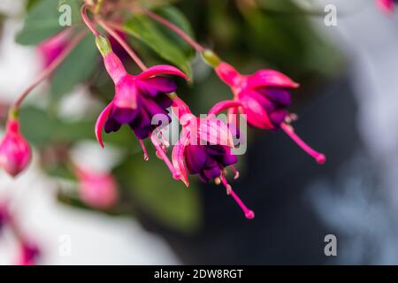 'Dular Princess' Fuchsia, Blodsdroppe (Fuchsia hybrida) Stockfoto