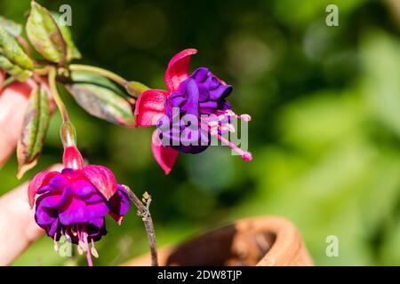 'Dular Princess' Fuchsia, Blodsdroppe (Fuchsia hybrida) Stockfoto