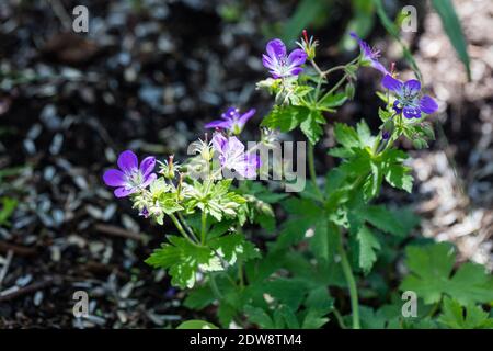 Holzschnabelschnabel, Midommarblomster (Geranium sylvaticum) Stockfoto