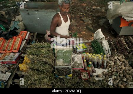 Straßenhändler für traditionelle Medikamente, pflanzliche Arzneimittel, frische Heilkräuter und aromatische Kräuter in Rajgir, Bihar, Indien. Stockfoto