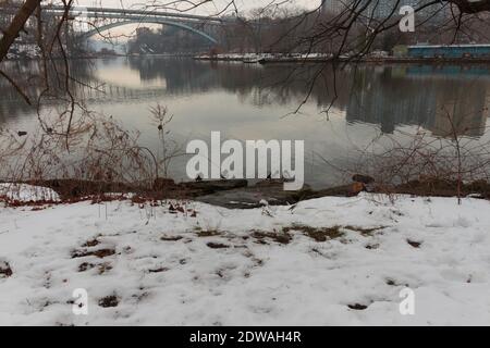 Schnee bedeckt den Boden während Enten auf Felsen am Ufer des Salzsumpfes des Spuyten Duyvil Creek sitzen, erscheint im Hintergrund die Henry Hudson Bridge Stockfoto