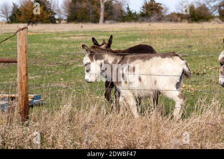 Ein Esel, der auf einem Gras bedeckten Feld steht. Hochwertige Fotos Stockfoto