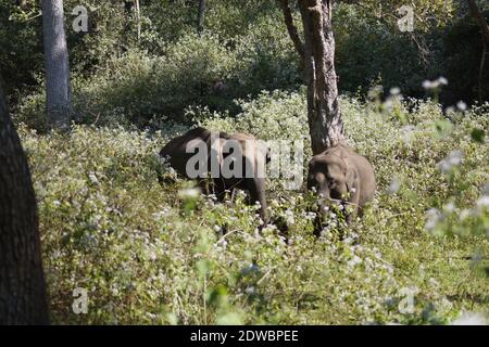 Elefanten in wayanad Tierschutzgebiet in wayanad, Kerala, Indien. Wayanad Wildlife Sanctuary ist das zweitgrößte Naturschutzgebiet in Kerala. Stockfoto