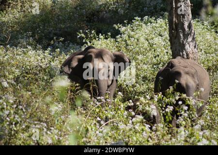 Elefanten in wayanad Tierschutzgebiet in wayanad, Kerala, Indien. Wayanad Wildlife Sanctuary ist das zweitgrößte Naturschutzgebiet in Kerala. Stockfoto