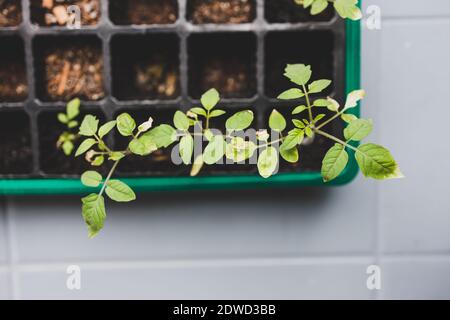 Tomatensämlinge, die in kleinen grünlichen Schale wachsen, schossen auf flaches Schärfentiefe Stockfoto