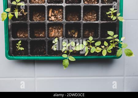 Tomatensämlinge, die in kleinen grünlichen Schale wachsen, schossen auf flaches Schärfentiefe Stockfoto