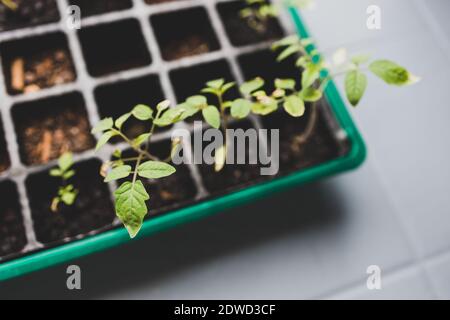 Tomatensämlinge, die in kleinen grünlichen Schale wachsen, schossen auf flaches Schärfentiefe Stockfoto