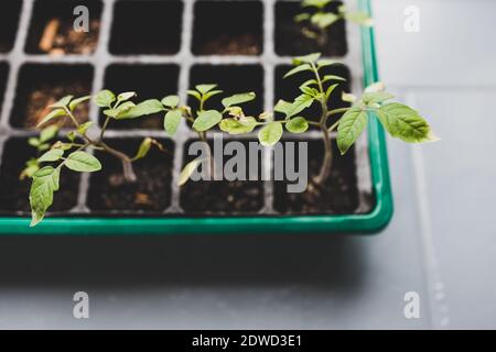 Tomatensämlinge, die in kleinen grünlichen Schale wachsen, schossen auf flaches Schärfentiefe Stockfoto