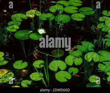 Lily Pads, Hellhole Sumpf, Hellhole Bay Wilderness, Francis Marion National Forest, South Carolina Stockfoto