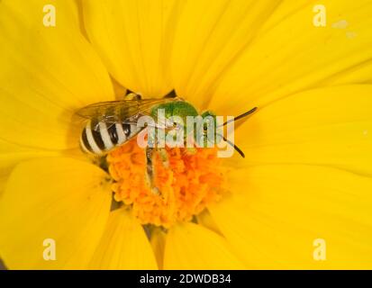 Honey-tailed Striped-Sweat Biene weiblich, Agapostemon melliventris, Halictidae. Gehäuselänge 10 mm. Stockfoto