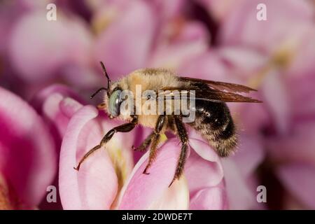Horsefly-like Carpenter Bee, Xylocopa tabaniformis androleuca, Apidae. Gehäuselänge 16 mm. Nectaring in New Mexico Locust, Robinia neomexicana, Fabacea Stockfoto