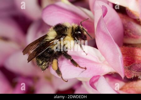 Schwarzschwanz-Bumble Bee weiblich, Bombus melanopygus, Apidae. Gehäuselänge 12 mm. Nectaring bei New Mexico Locust, Robinia neomexicana, Fabaceae. Stockfoto