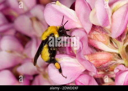 Morrison's Bumble Bee weiblich, Bombus morrisoni, Apidae. Gehäuselänge 14 mm. Nectaring bei New Mexico Locust, Robinia neomexicana, Fabaceae. Stockfoto