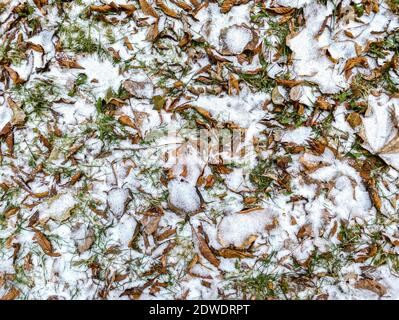 Verwelkte schneebedeckte Blätter auf dem Boden nach Schneefall. Nahaufnahme Draufsicht Stockfoto