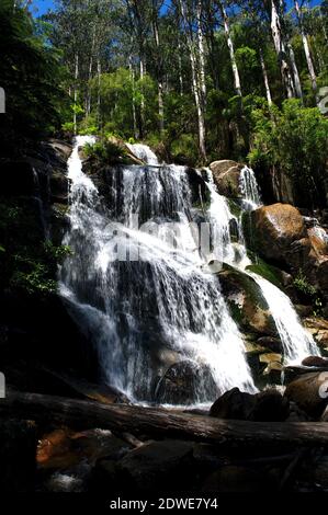 Die Toorongo Falls liegen in der Nähe von Noojee in Gippsland, Victoria, Australien. Ein bisschen Regen macht sie spektakulär! Stockfoto