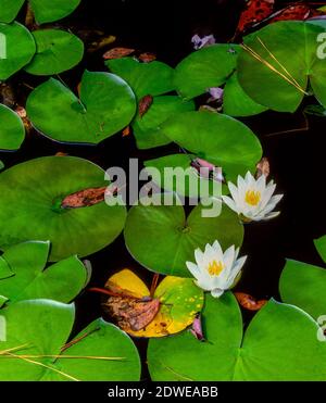 Lily Pads, Hellhole Sumpf, Hellhole Bay Wilderness, Francis Marion National Forest, South Carolina Stockfoto